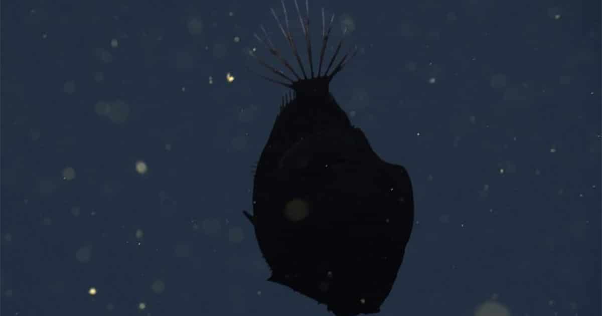 image3 Oneirodes sp V4499 04 1150 768x432