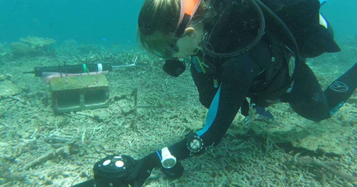 3 Nortek RepairingCoralReefs PostBleaching