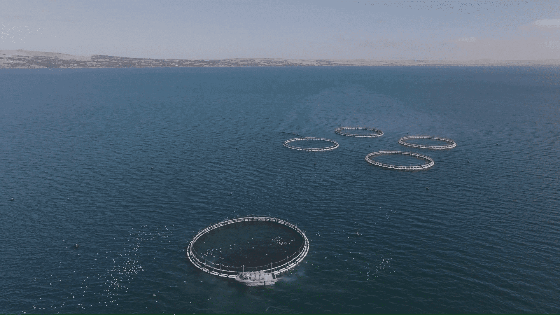 Image2 AquaWatch Spencer Gulf aquaculture pens 02