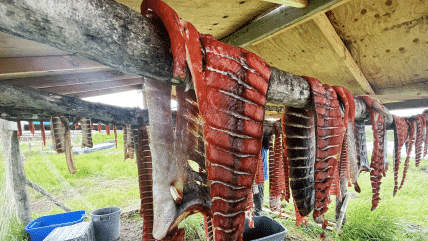 Image2 PHOTO Sarah Brown fish rack Quinhagak Alaska July 2023 Alice Bailey