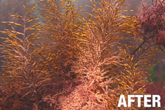 Image3 Cystoseira macroalgal site after restoration intervention copyright Afrimed