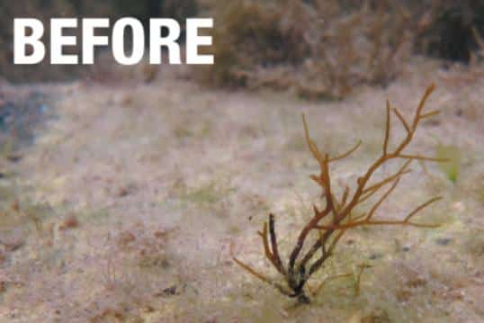 image2 Cystoseira macroalgal site before restoration intervention copyright Afrimed
