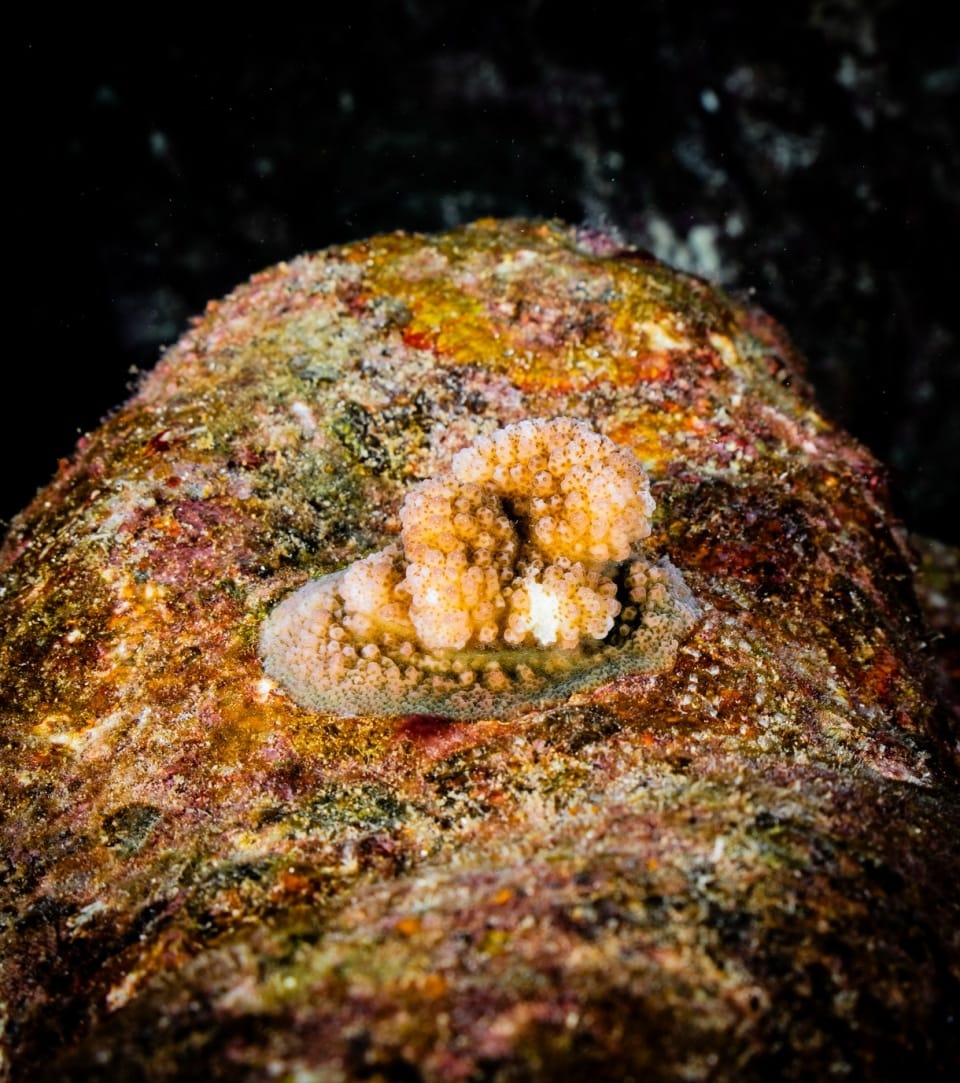 Image2 new coral colony establishes on a rock