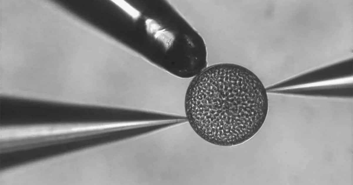 image2 diatoms