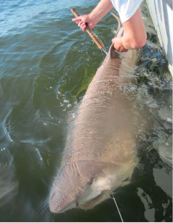 image4 582x750 shark3 tagging nefsc