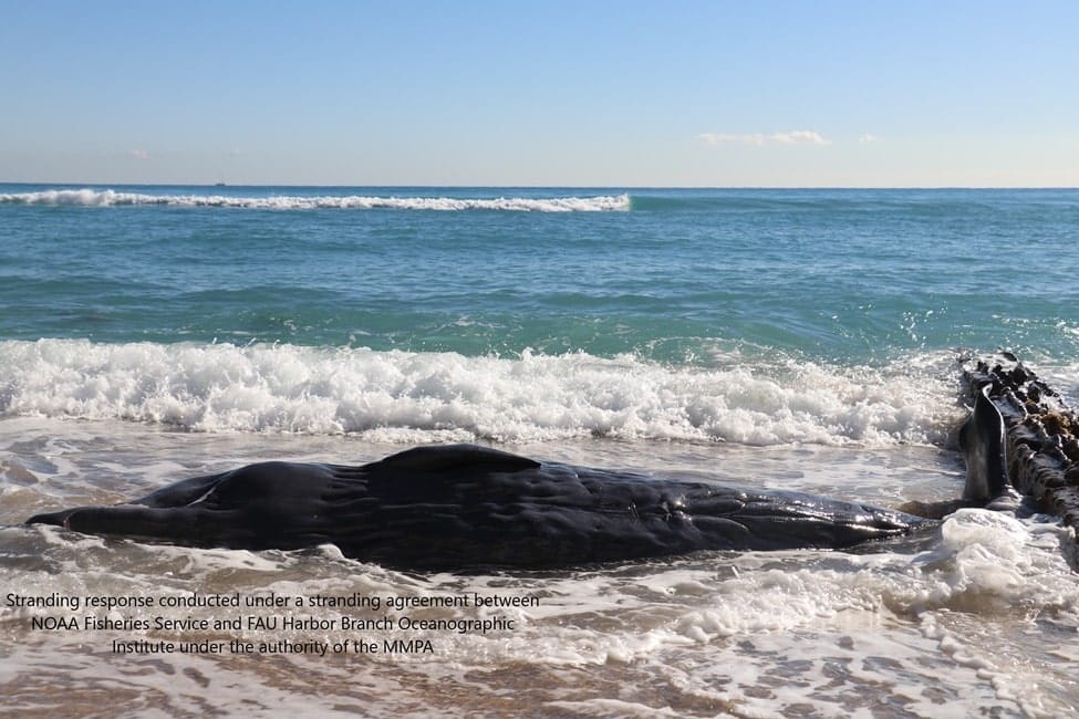 Image1 stranded whale newsdesk