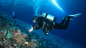 image2 manoa life sciences sea spider moran picking up 300x169