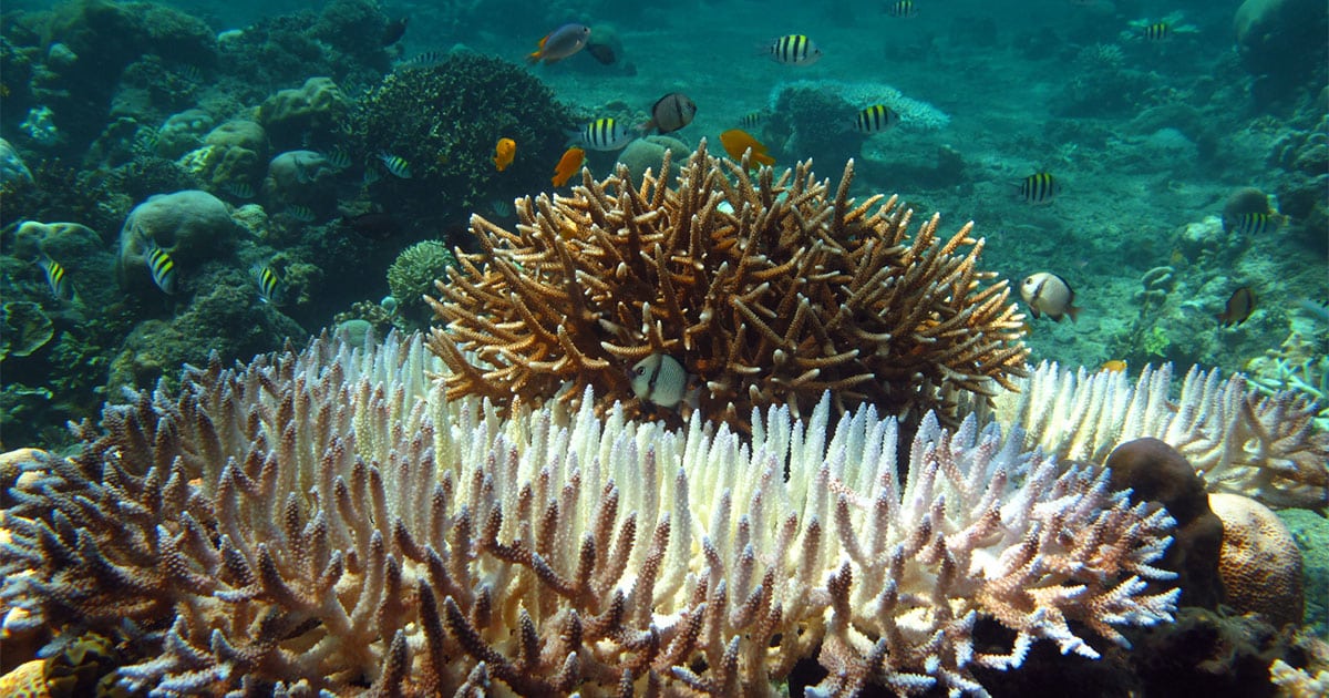 image2 Bleached corals Credit Christopher Doropoulos CSIRO