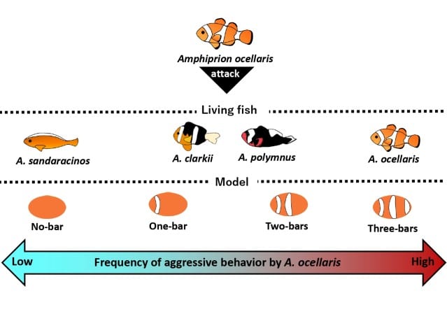 image3 Figure caption The frequency of attacks on the same species and three bars models of A. ocellaris was the highest. pages to jpg 0001