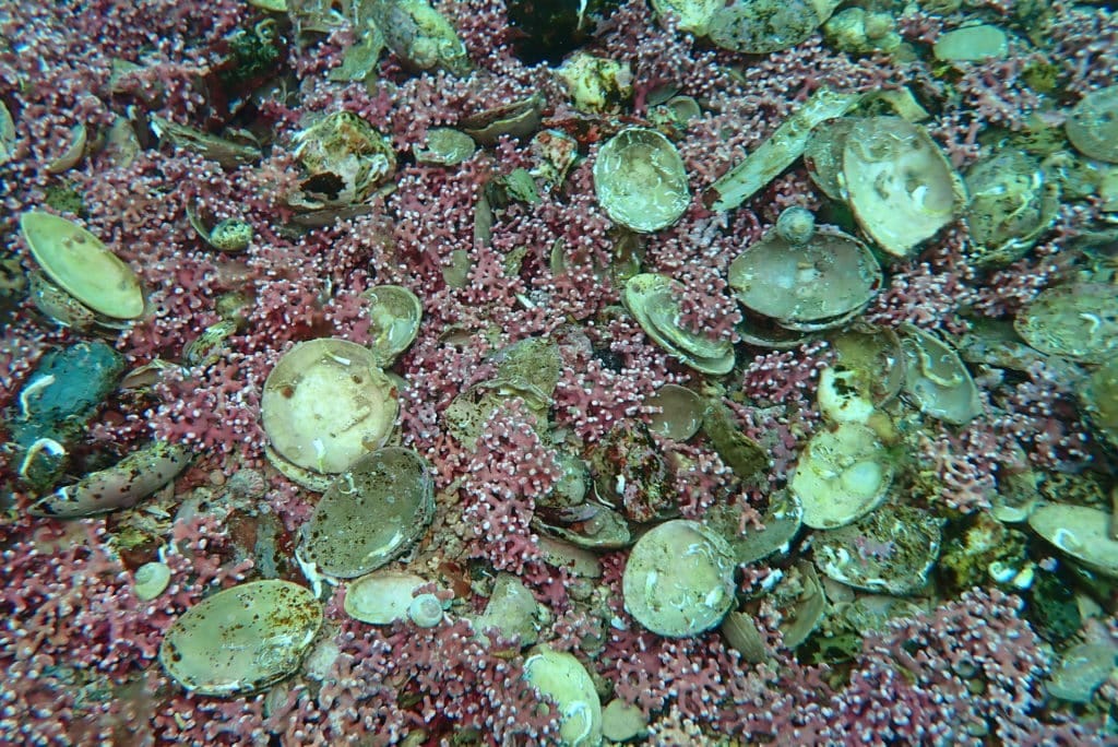 Image2 Pendennis mearl bed. Credit Matt Slater Cornwall Wildlife Trust 1024x684