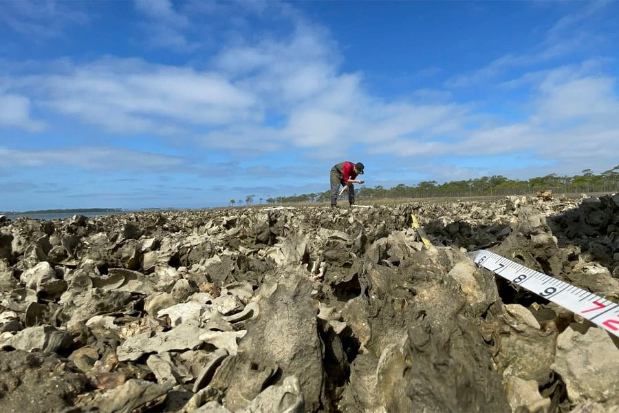 An ABSI technician analyzes intertidal oyster samples. (Courtesy of FSU Coastal and Marine Laboratory)