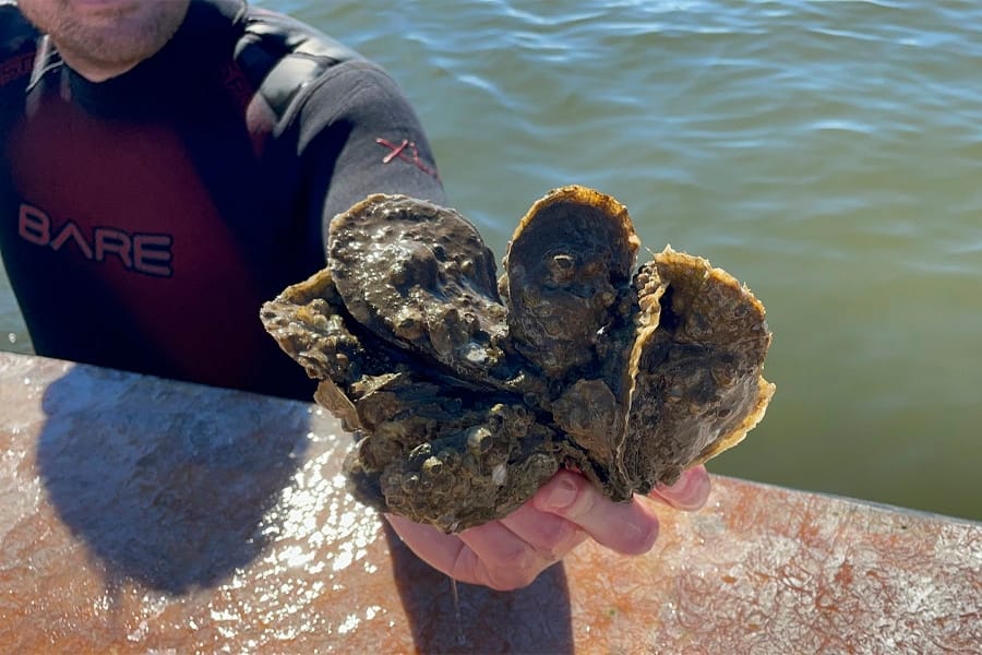 A close-up view of how oysters attach to one another and grow in clusters. (Courtesy of FSU Coastal and Marine Laboratory)