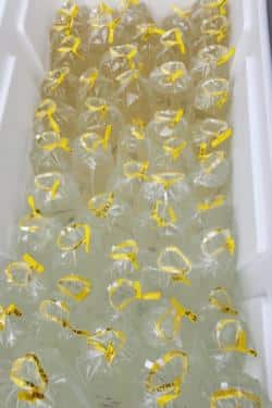 image2 375x449 water edna afsc