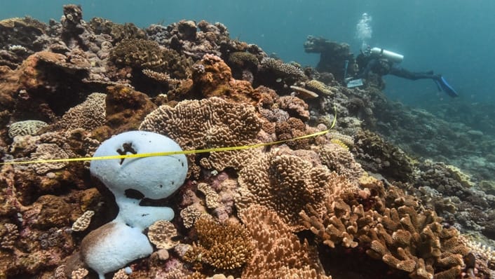 Central GBR | Arlington Reef | 27.02.2024