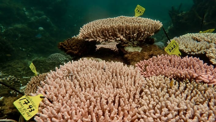 image2 CopyrightAIMS CoralBleaching Central RussellIsland 22022024 CreditVeroniqueMocellin 10
