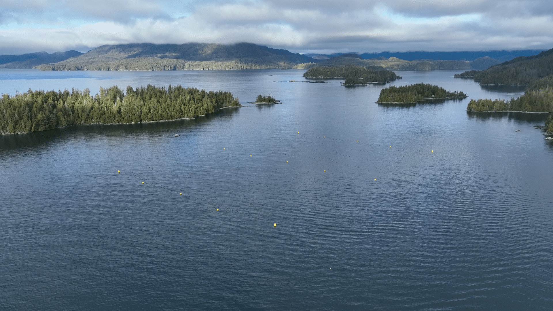 Image1 Cascadia Seaweed drone footage Diplock