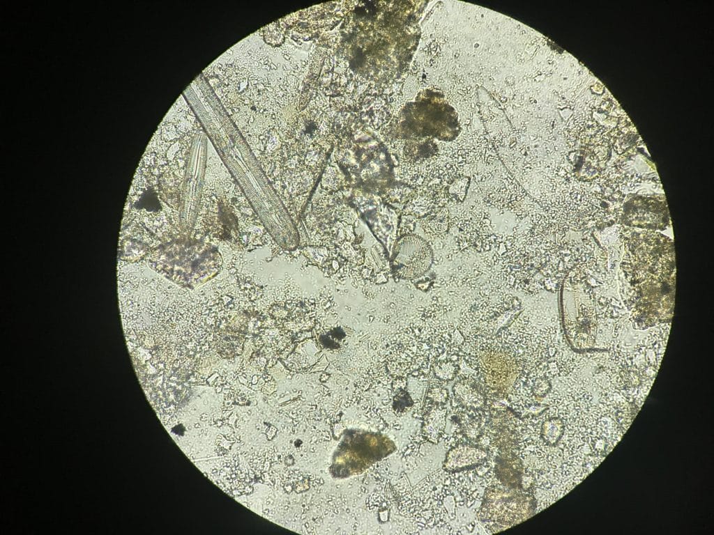 Image2 Subduction Diatoms image