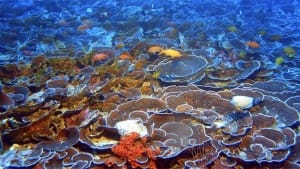 Image2 manoa himb coral disease forecast 300x169