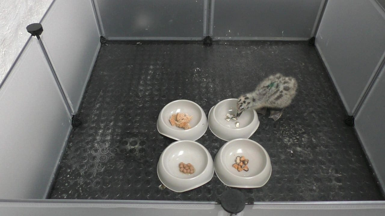Image2 When presented with all four foods together on days 5 10 15 and 35 of the study both groups consistently favoured fish. Credit Emma Inzani