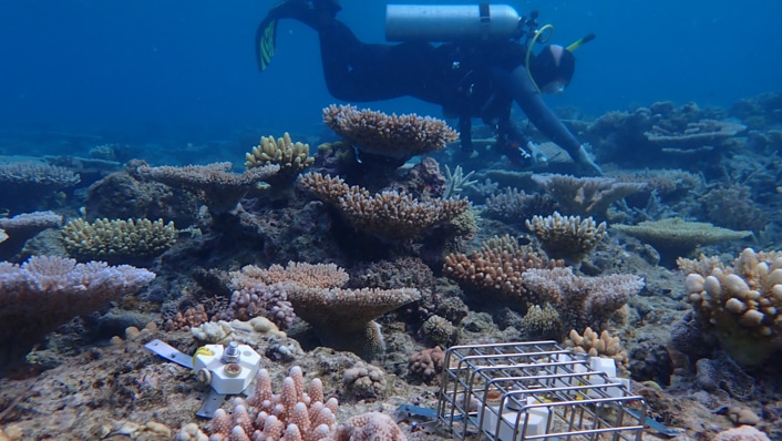 image1 CopyrightAIMS Credit Taylor Whitman parrotfish and seeding device 706px