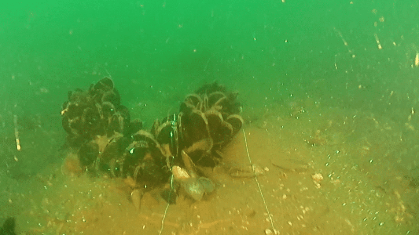 Image2 New mussel shells on the seabed beneath ropesat the UKs largest offshore mussel farm in Lyme Bay Credit University of Plymouth