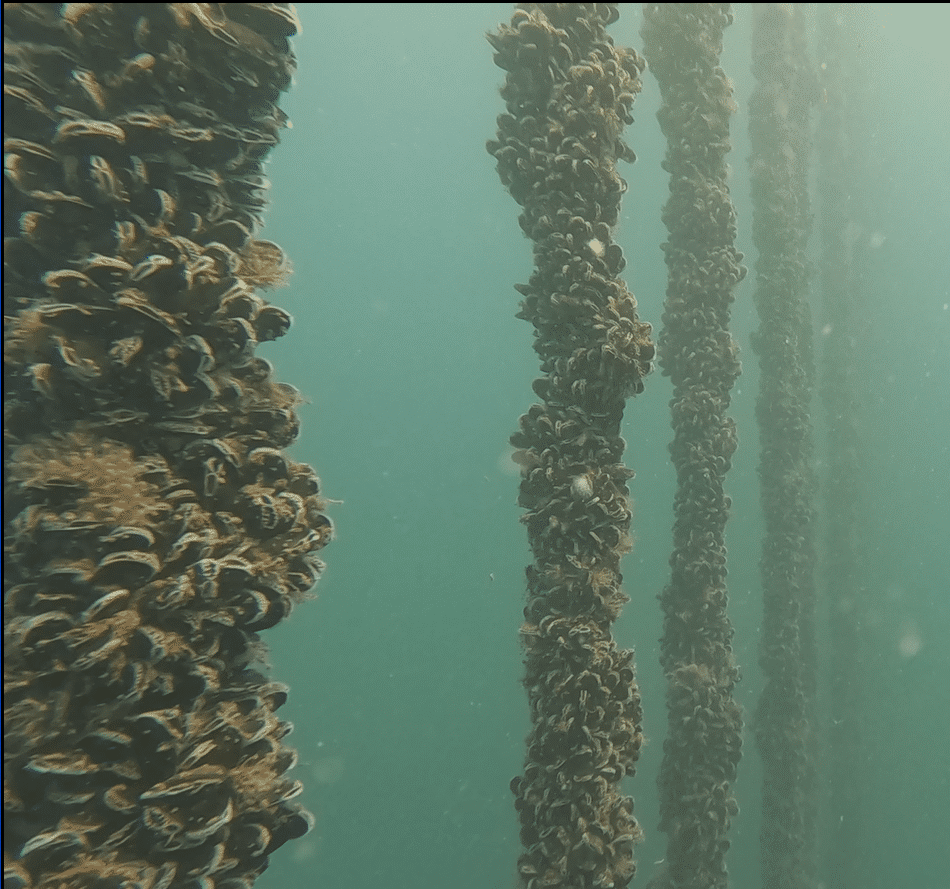 Image3 Ropes teeming with mussel shells at the UKs largest offshore mussel farm in Lyme Bay Credit University of Plymouth