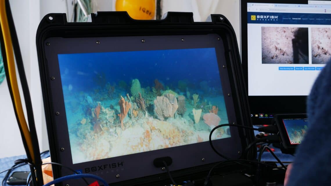 Image4 Sponge garden observed with a Remotely Operated Vehicle ROV Photo by NESP IMAS 1140x642
