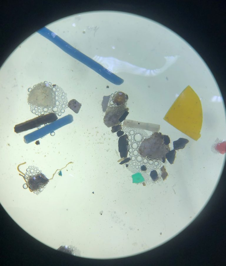 Image3 microscopic samples 768x903