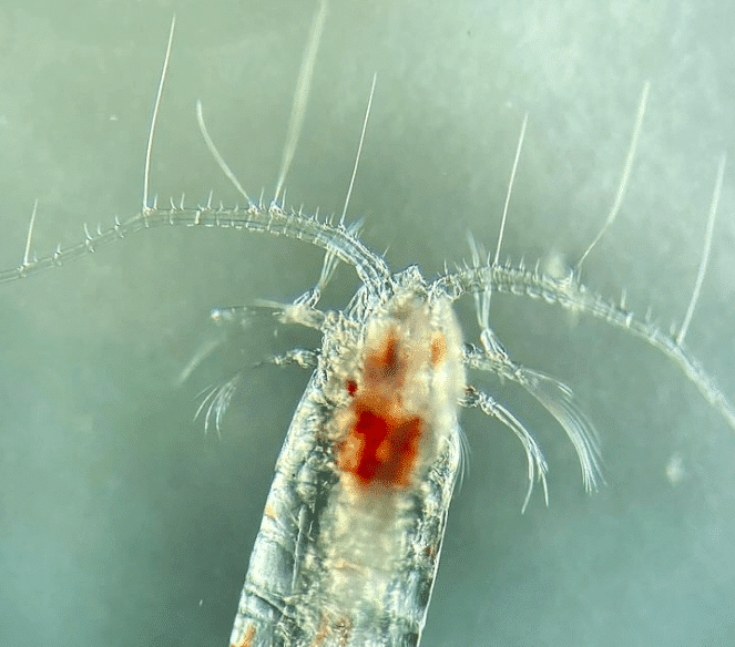 image2 The antennae of this predatory copepod are bristling with sensory hairs helping it to locate its next victim. Credit Daniel Mayor