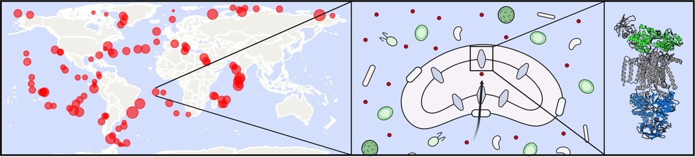 image2 bacteria Picture1