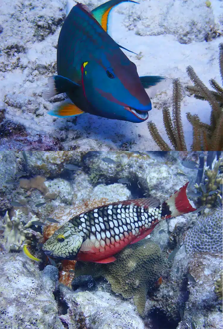 image2 parrotfish