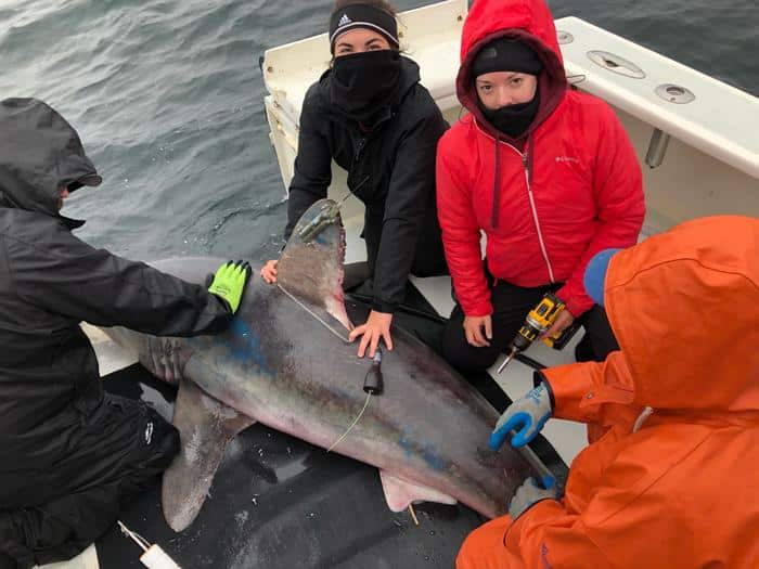 image2 frontiers marine science porbeagle shark predation credit james sulikowski