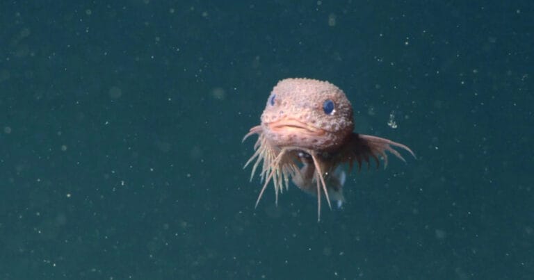 A Pink Bumpy Snailfish Found Miles Beneath the Ocean - environment ...