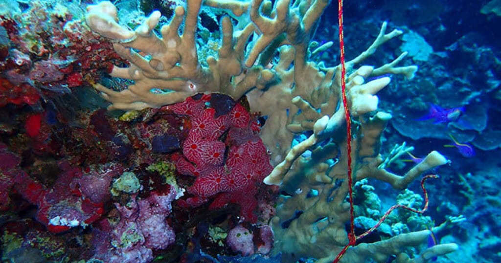 Corals in Papua New Guinea taken during the Tara Pacific expedition in 2017.