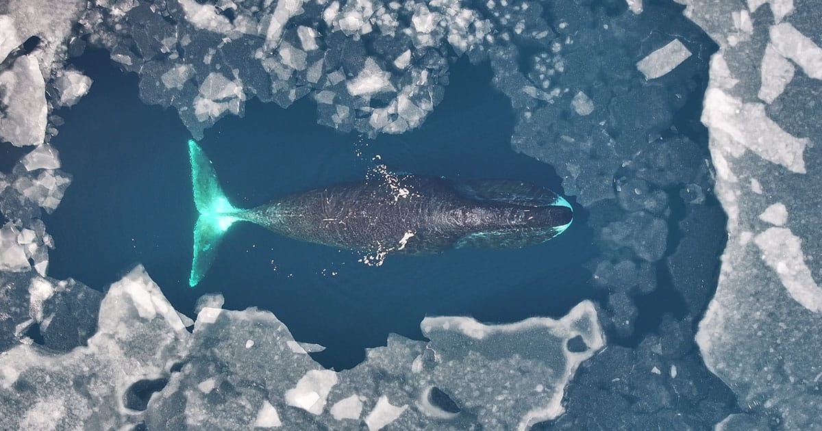 Bowhead whales are the only baleen whale species found in Arctic waters year-round. They are among the most biologically distinctive mammals, combining extreme longevity, slow life histories, and exceptional insulation through their thick blubber layer, which constitutes 40–50% of their body.