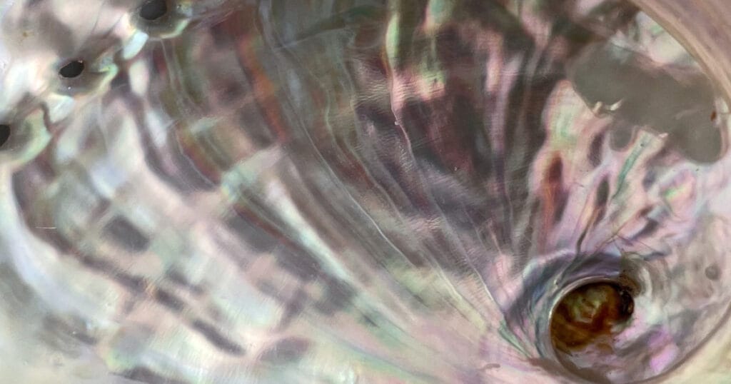 Abalone shells from southern Australia have chemical fingerprints that can help trace the origin of seafood.