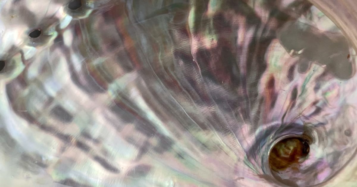 Abalone shells from southern Australia have chemical fingerprints that can help trace the origin of seafood.