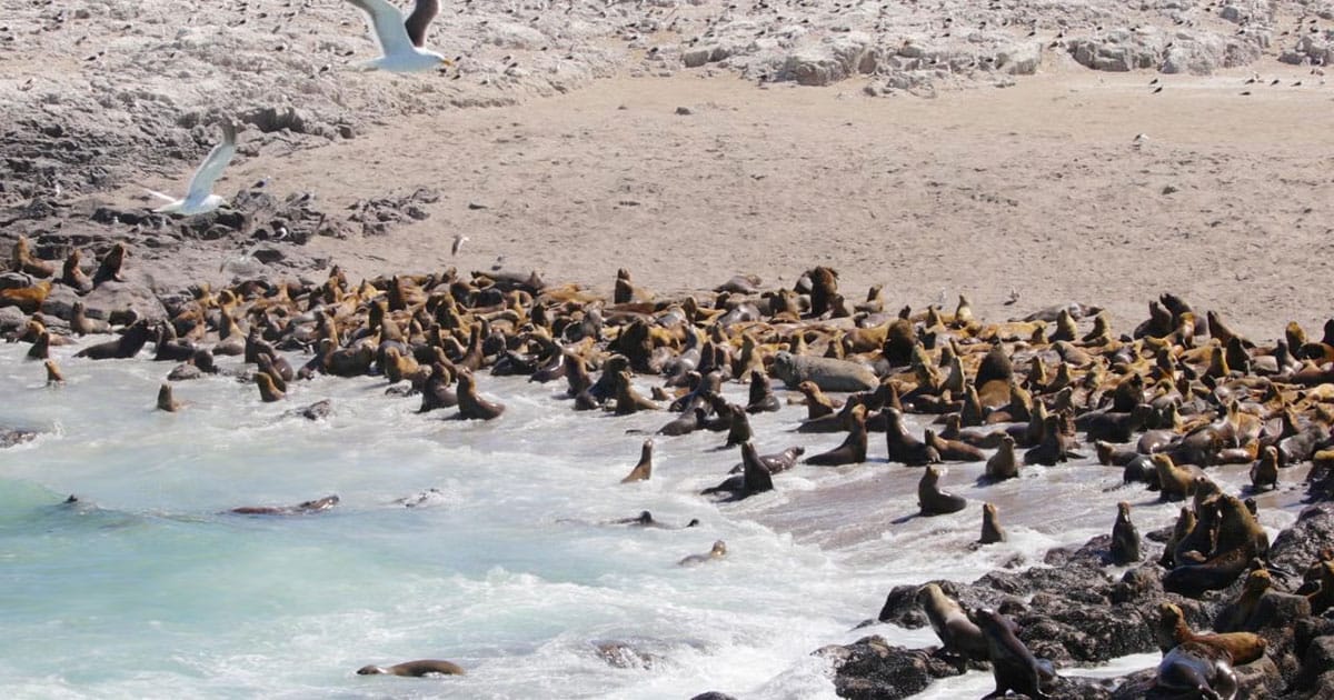 South American sea lions and an elephant seal line the beach as kelp gulls fly above.