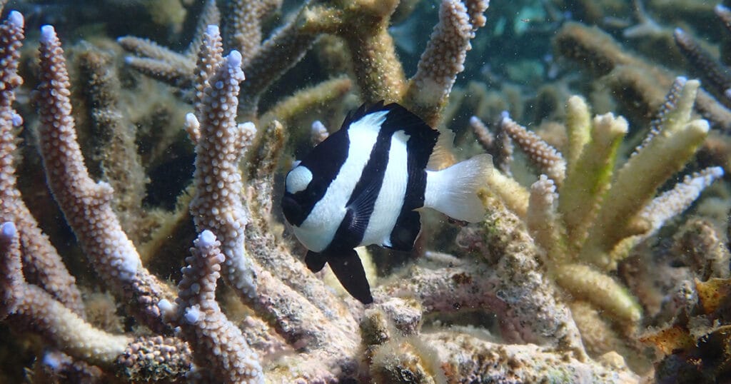 Dascyllus aruanus, also known as the “banded humbug”. (Image credit: Juan Carlos Azofeifa Solano)