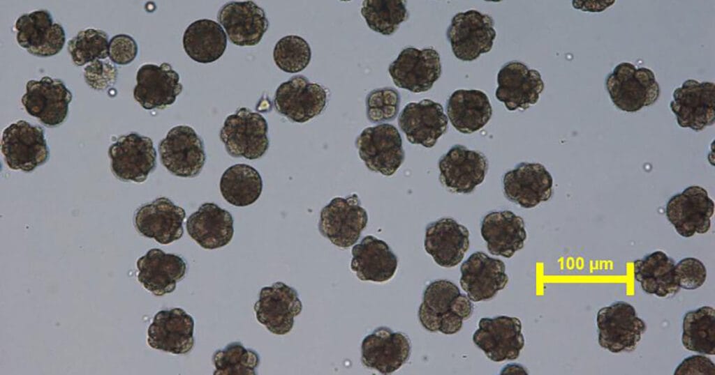 Cleavage-stage oyster embryos.