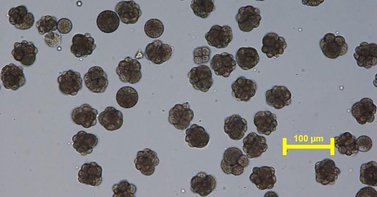 Cleavage-stage oyster embryos.
