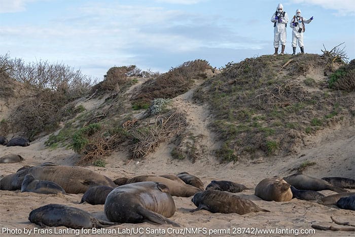 Researchers wearing personal protective gear overlook the seal colony at California's Año Nuevo Natural Reserve on Feb. 24, 2026. They are collecting observational data to continue a long-term dataset, including information about individually flipper-tagged northern elephant seals and their symptoms. 
