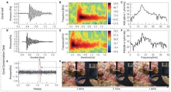 (A to C) Acoustic signals of bubble detachment recorded in the coral reefs; (D to F) acoustic-video synchronous records of bubble detachment in the laboratory coral conservation tank. Specifically, (A) and (D) present representative transient acoustic waveforms; (B) and (E) illustrate the time frequency characteristics of the waveforms via spectrograms; and (C) and (F) show the power spectral density (PSD) of the respective acoustic signals. (G) A 2-second acoustic recording from the coral conservation tank, highlighting an acoustic signal of bubble release in a pink box. (H) The precise moment of bubble release, synchronously recorded with the acoustic signal shown in (G).