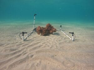 Recording Dascyllus damselfish. (Image credit: Juan Carlos Azofeifa Solano)