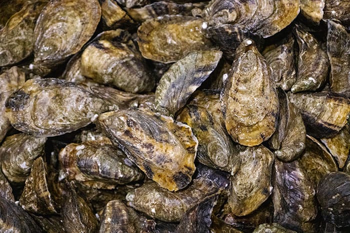 Pacific oysters farmed in Washington.