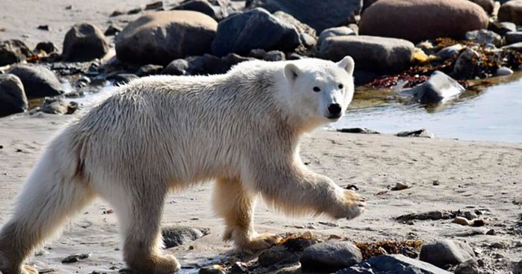 A polar bear in Hudson Bay.
