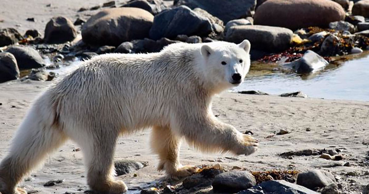 A polar bear in Hudson Bay.
