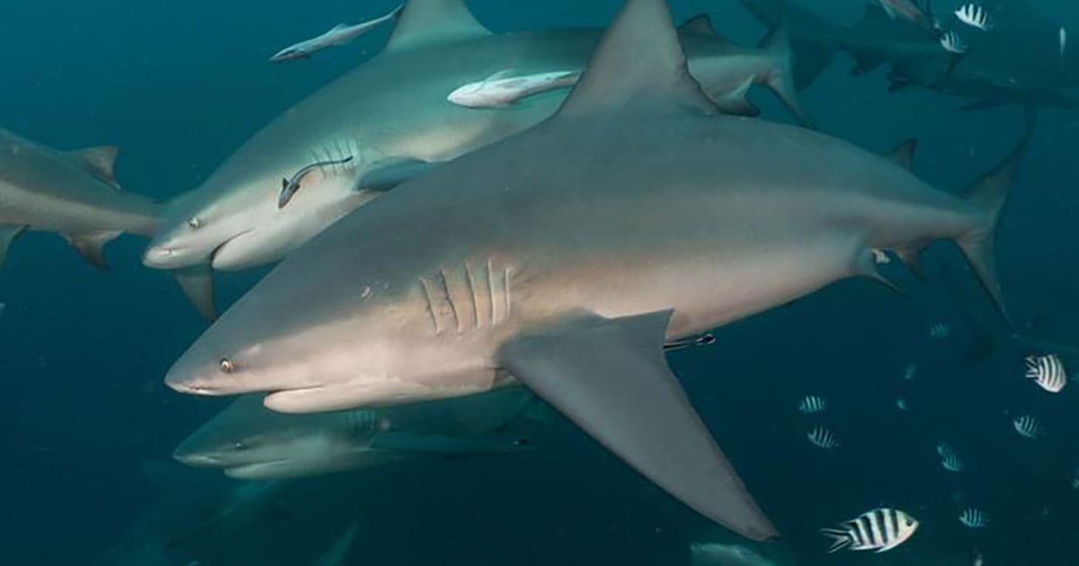 Adult bull shark ‘Chunky’ (foreground) parallel swimming with subadult female ‘Lady Lazarus’ (background).