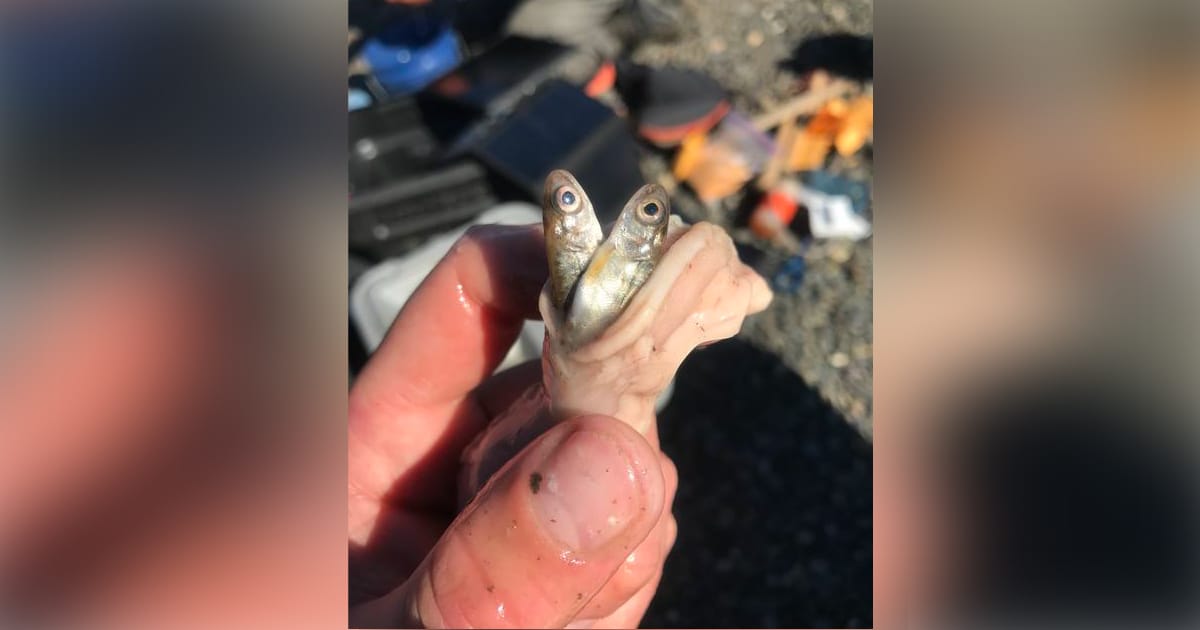 A pair of juvenile Chinook salmon emerge from the stomach of a northern pike caught on the Deshka River in Southcentral Alaska.