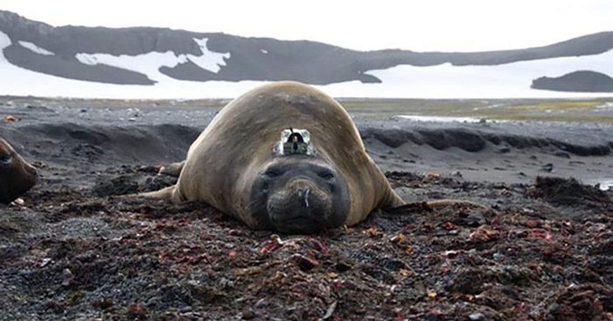 Southern Elephant seal with a CTD-SRDL tag.